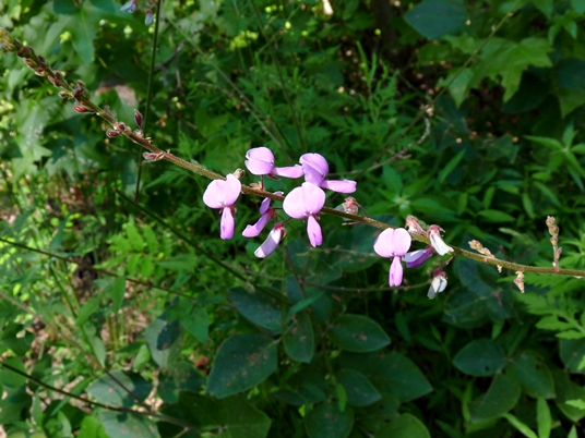 {Desmodium canescens}